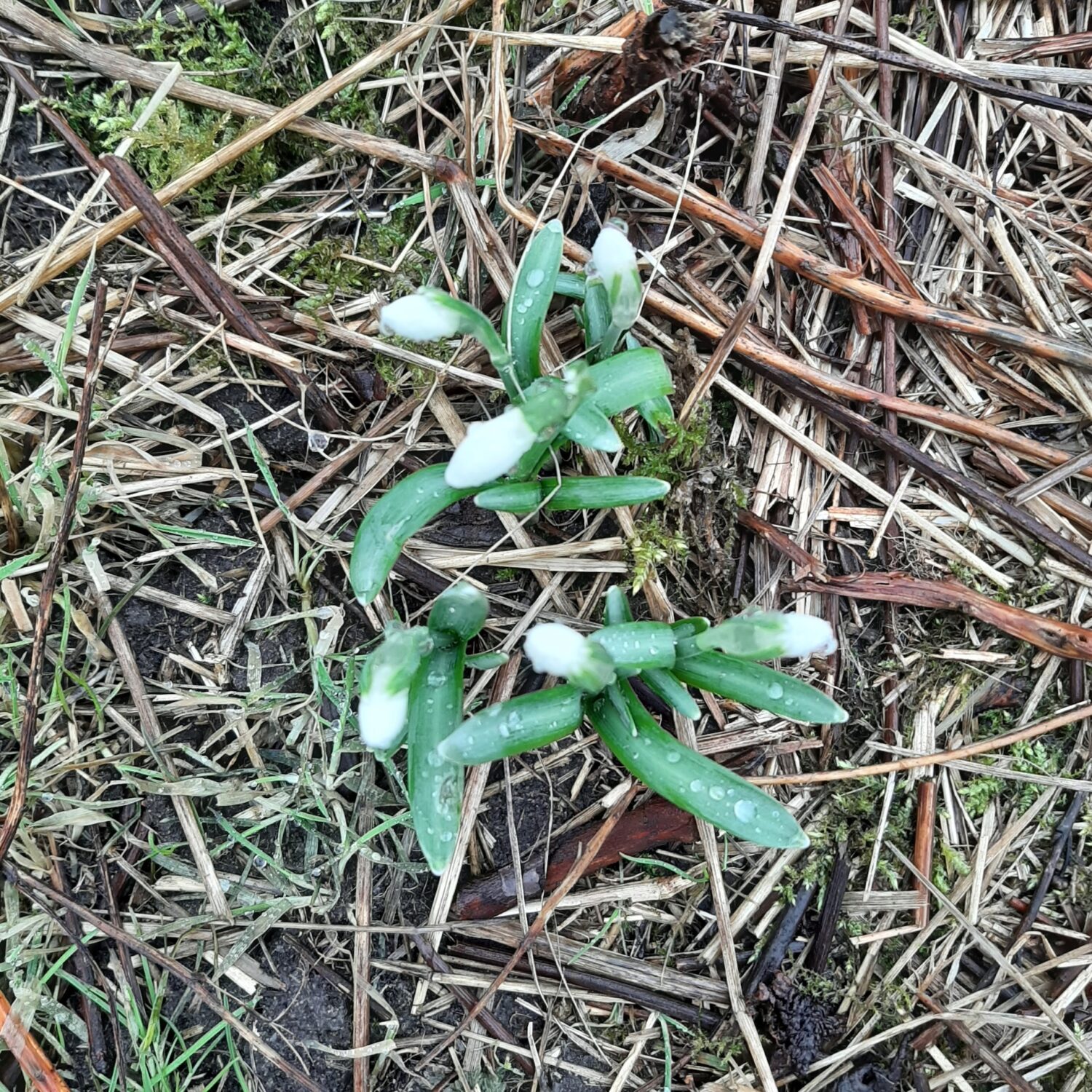 Snödroppar 27 feb 2026